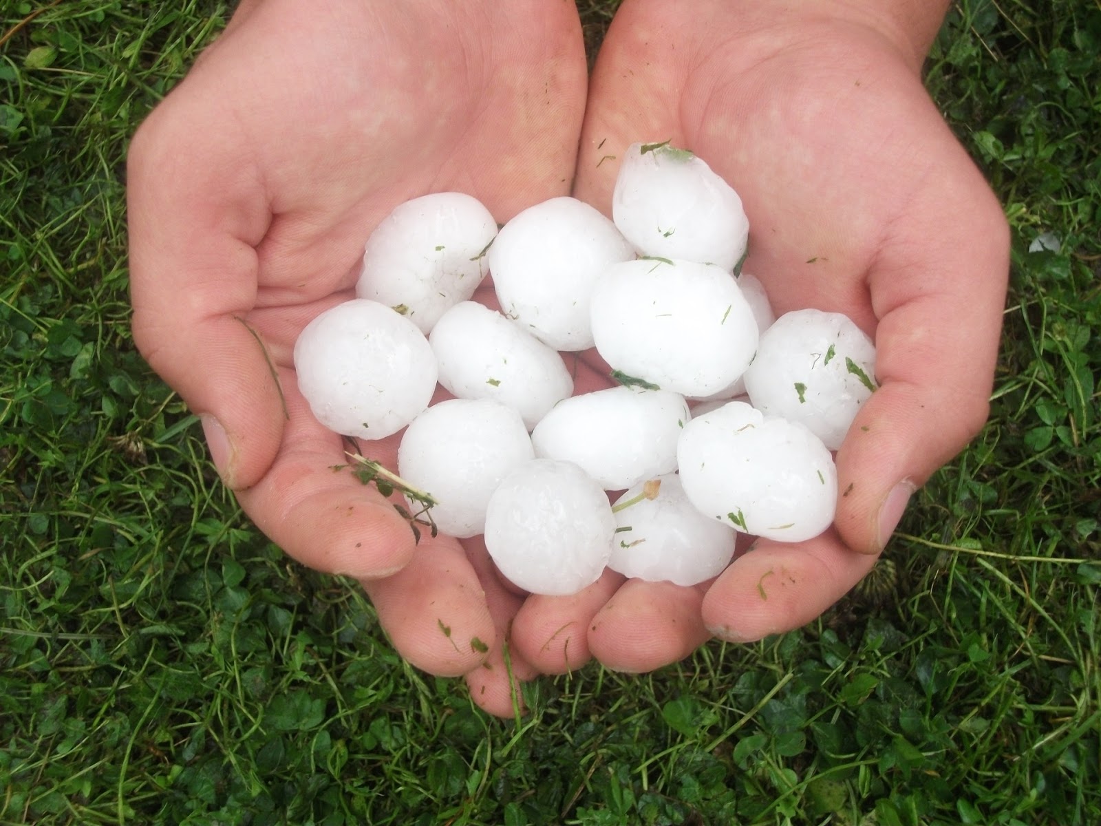 Hands holding a handful of hail