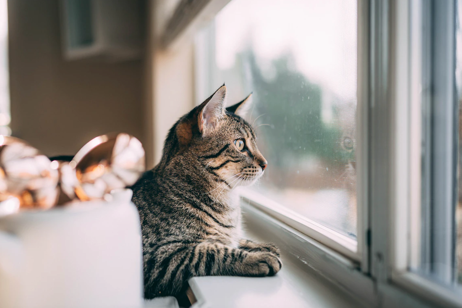 A cat staring out a window in a pet-friendly accommodation.
