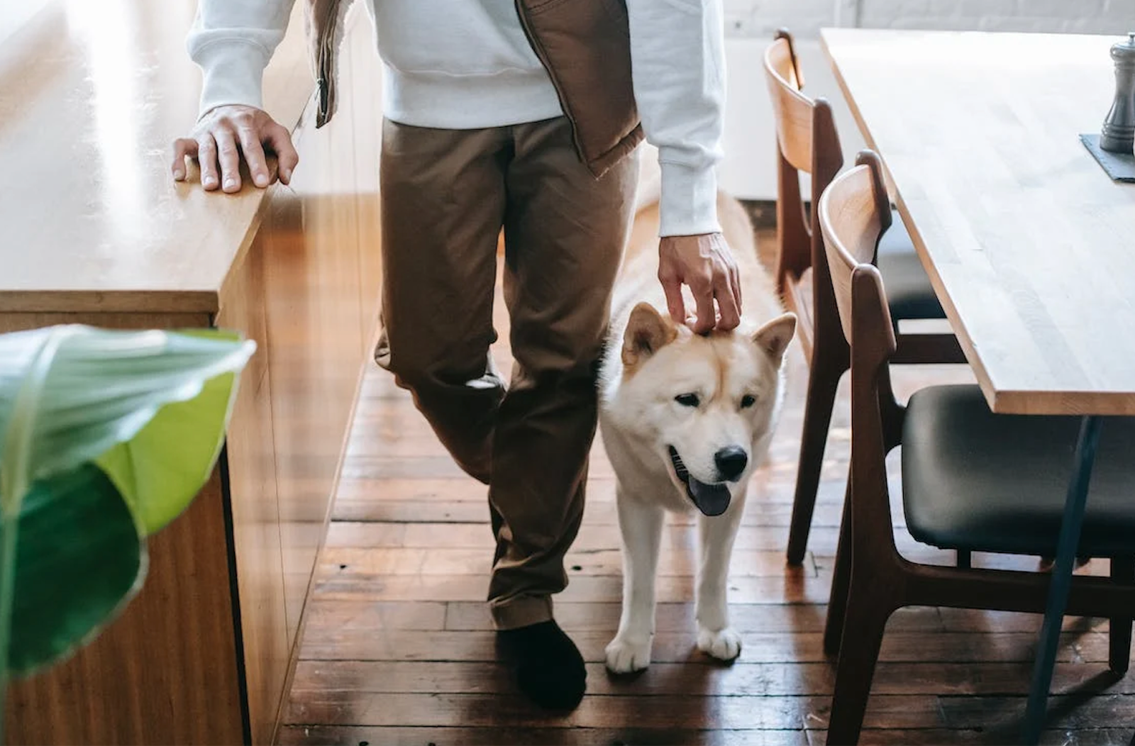 An owner petting a dog in the kitchen of a pet-friendly accommodation.